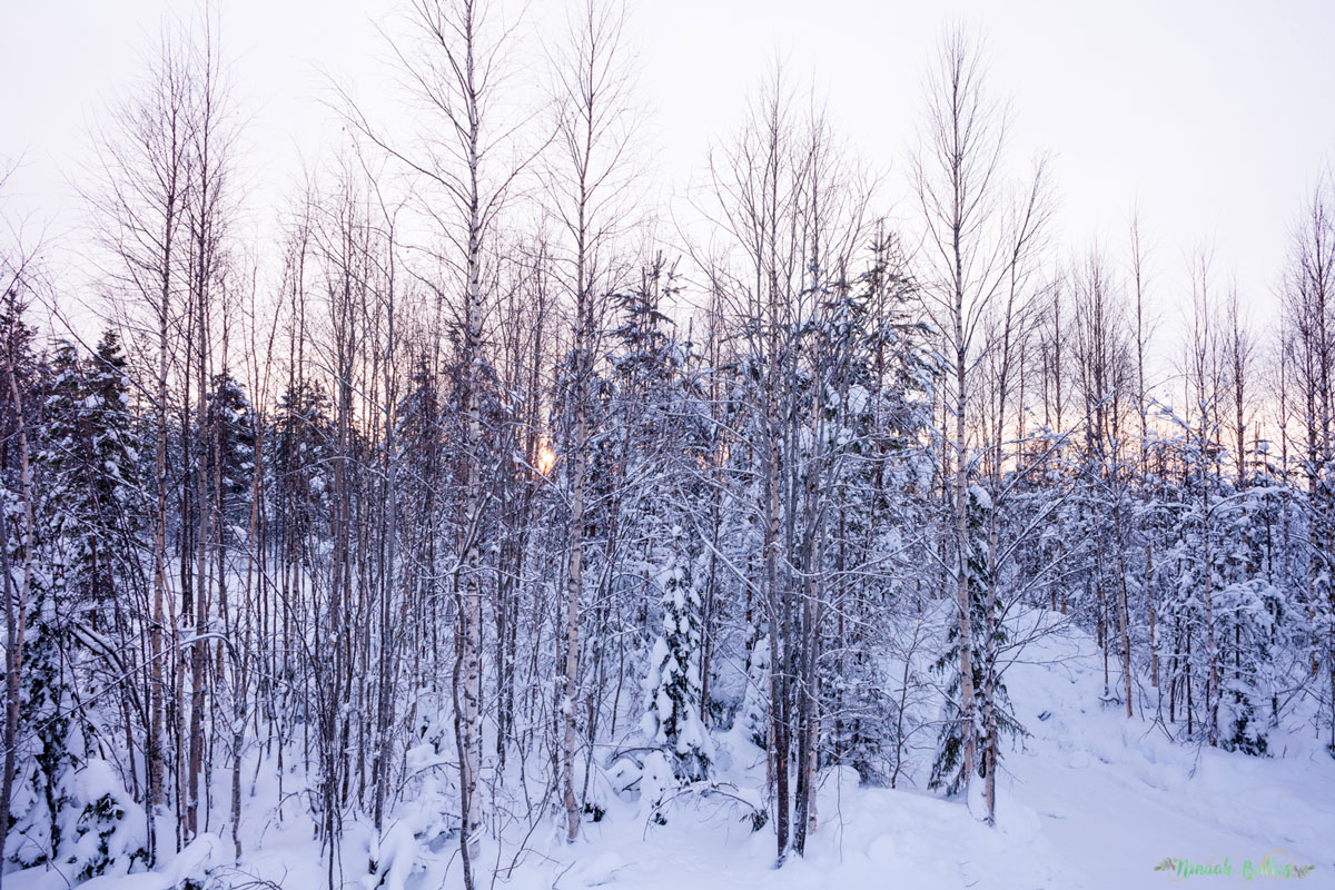 Laponie, voyage, ninaah bulles, finlande, neige, photo, paysage, voyage, blog voyage, cercle arctic, arctique, grand nord, grand froid 
