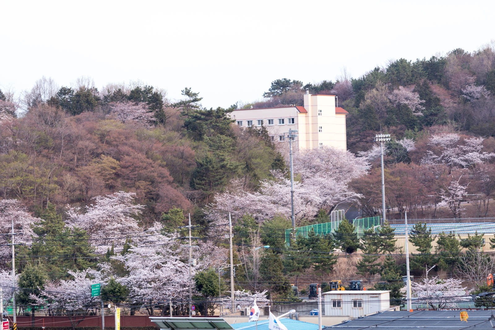 ninaah bulles, jinhae, sakura, coree du sud, festival de jinhae, look, diy, grande taille, fleurs de cerisier, magique
