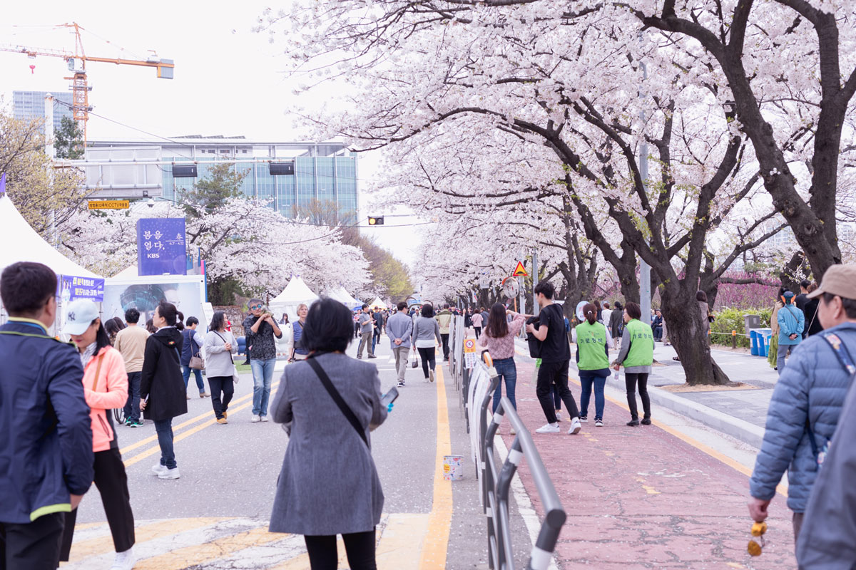 Ninaah Bulles, corée du sud, south korea, cherry blossom, fleurs de cerisier, diy, grande taille, cirvy, ronde, seoul yeouido, voyage