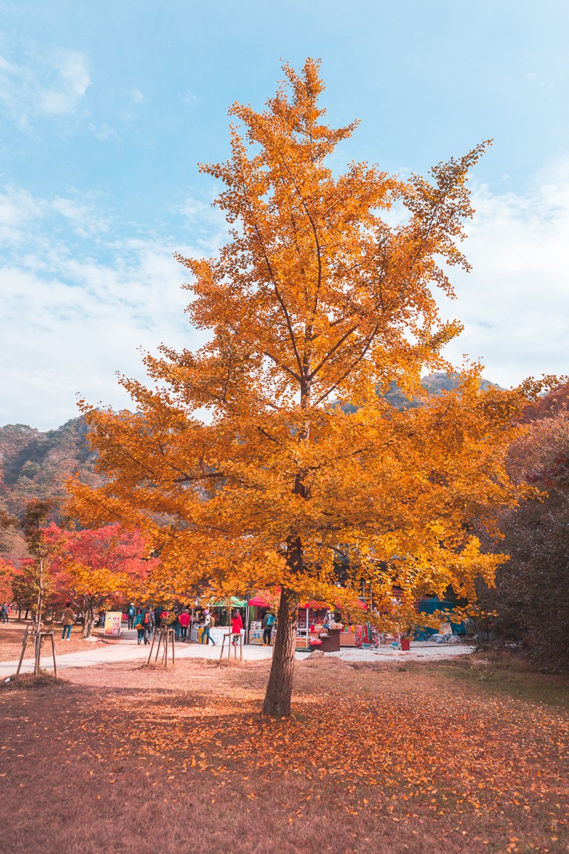 Ninaah Bulles, Corée du sud, korea, naejangsan, montage, automne, randonnée, feuille d'automne, blog voyage, voyage
