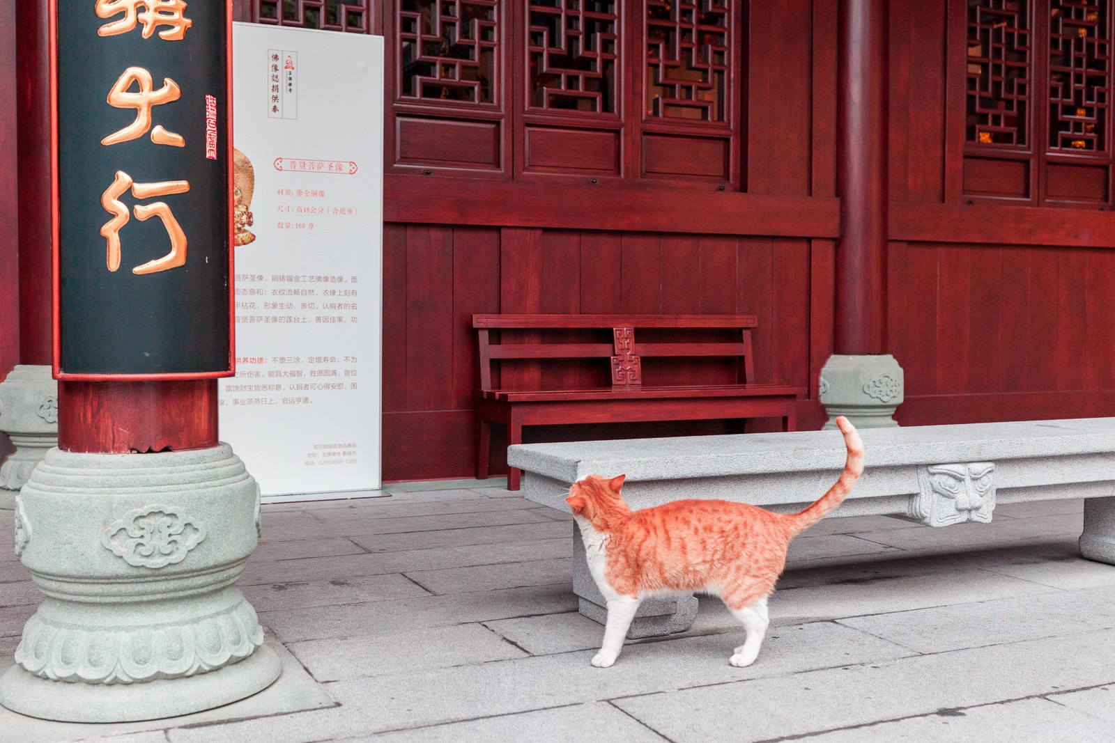 chat chine, voyage, blog, travel, visite china, photographie